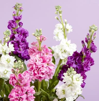 Letterbox Flowers