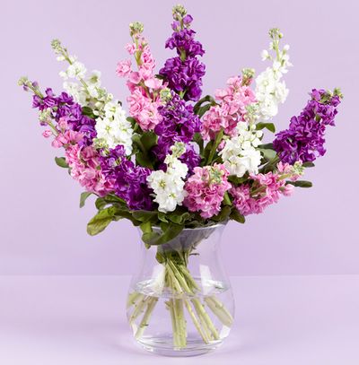 Luxury Purple Stocks Bouquet